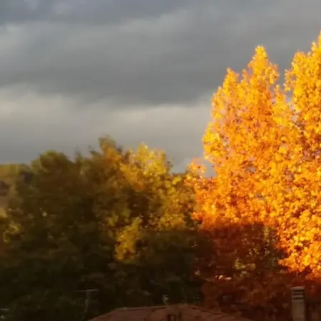 Gynkgo * Ponte San Giovanni